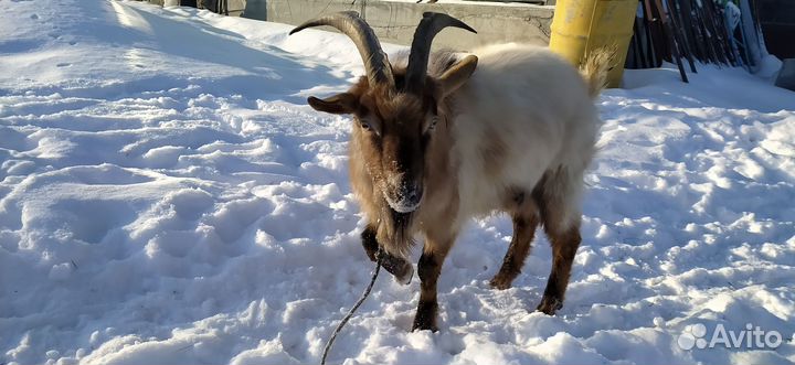 Козочки зааненские/альпийские