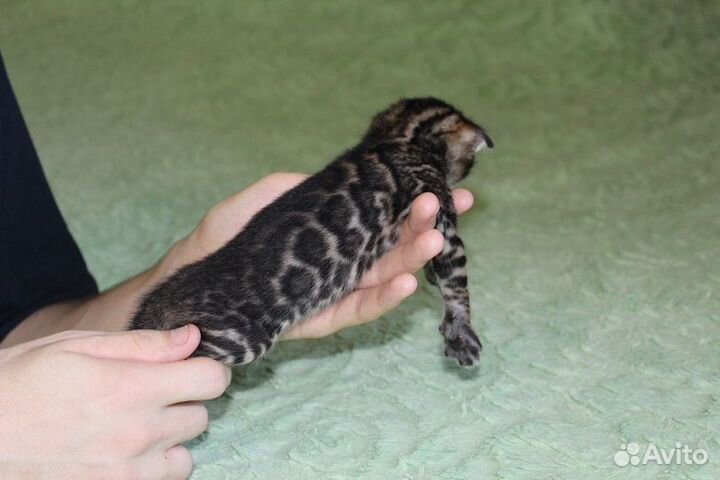 Снежные и золотые леопардики