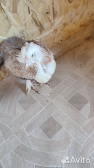 Молодые петушки