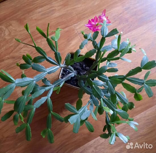 Декабрист, взрослое растение