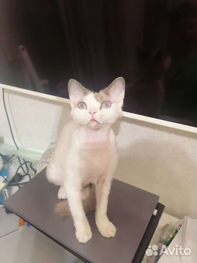 Девон-рекс кошка