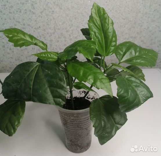 Гибискус(китайская роза)