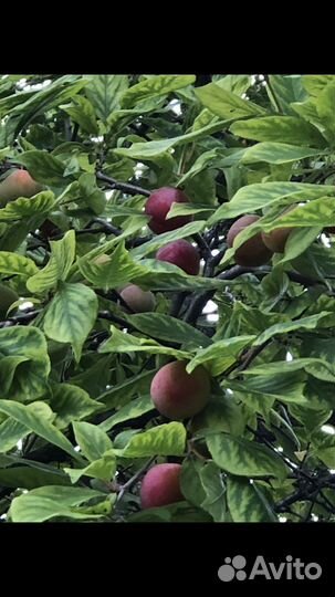 Слива, Жимолость, Смородина саженцы