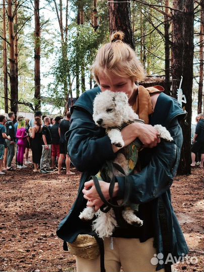 Передержка домашних животных