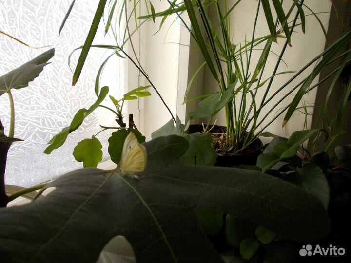 Инжир комнатный плодоносящий