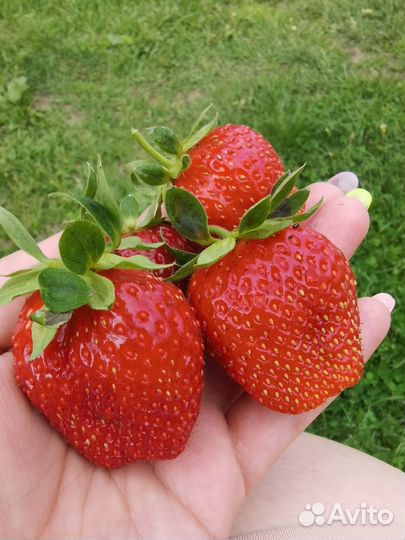 Рассады саженца клубники гигантелла