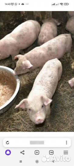Поросята