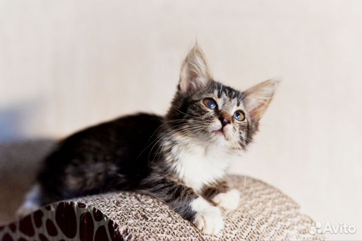 Данка (3 месяца) в добрые руки