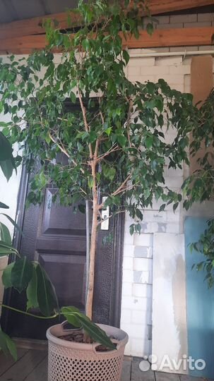Бенджамина фикус большой 8000