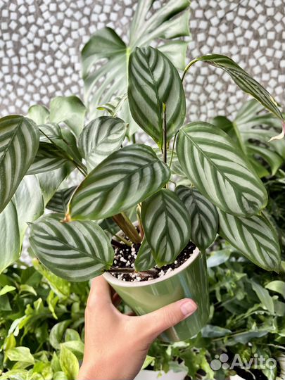 Комнатные цветы