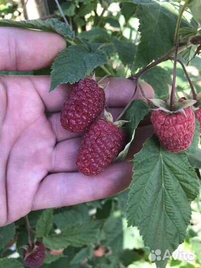 Саженцы малины, смородины