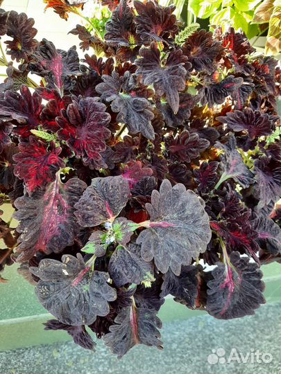 Колеусы сортовые