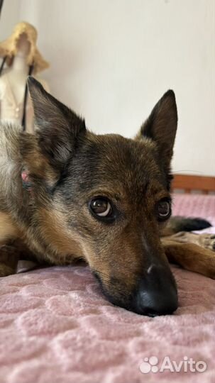 Собака в добрые руки