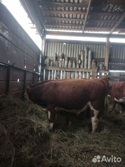 Продажа телят