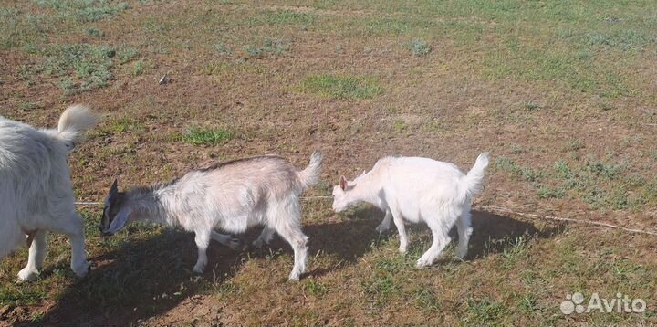 Нубийские козлята и Зааненские
