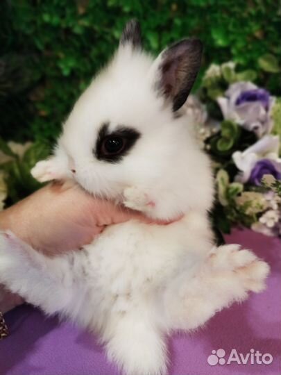 Карликовые мини кролики от заводчика напрямую