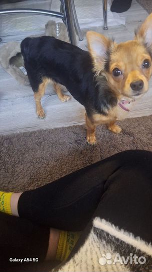 Вязка чихуахуа девочка