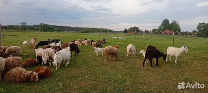 Продаются овцы