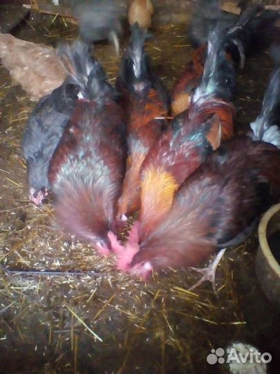 Петушки домашние.1 год