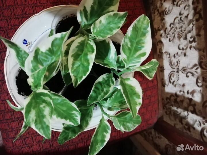 Цветок комнатный. Педилантус. Черенки