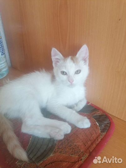 Котики