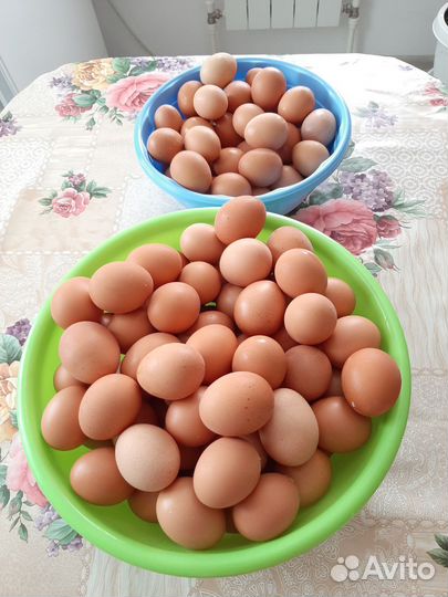 Домашние куриные яйца
