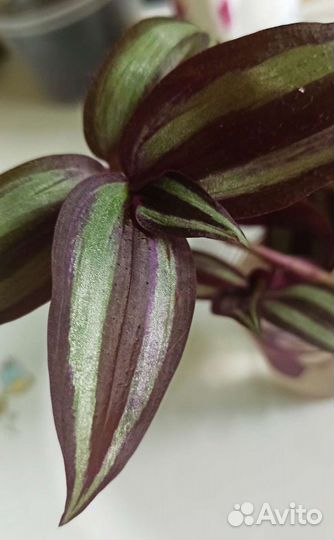 Традесканция 