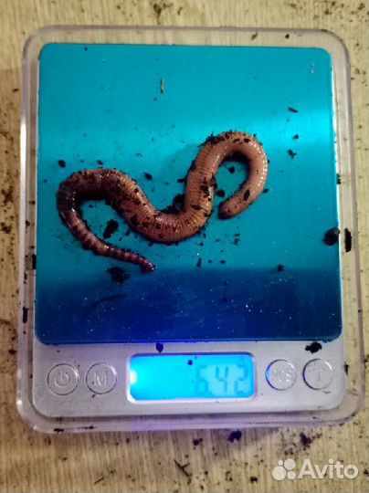 Червь дендробена