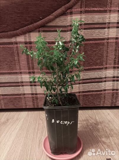 Мирт Миртовое деревце