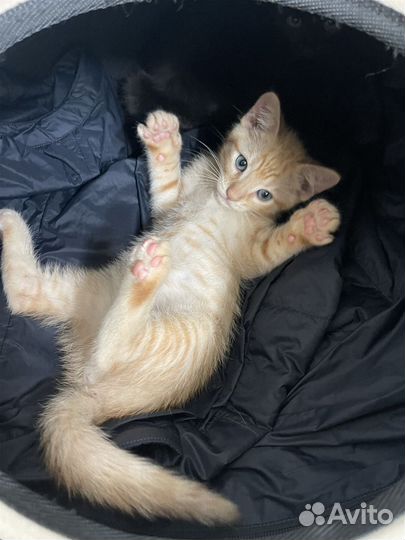 Солнечные зайчики бесплатно рыжие котята