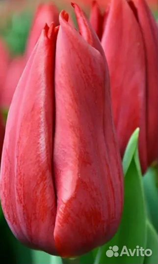 Тюльпаны на луковице 80 см