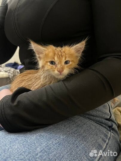 Котёнок ищет дом