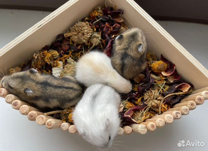 Джунгарские хомячки новый помет