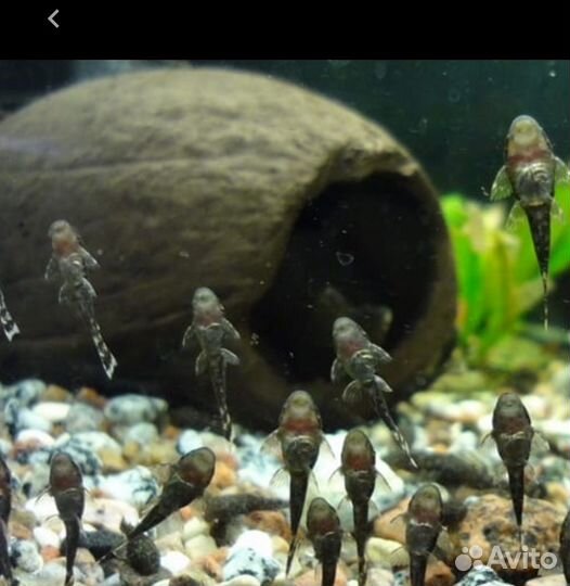 Аквариумные рыбки