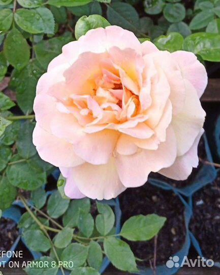 Роза бордовая зкс