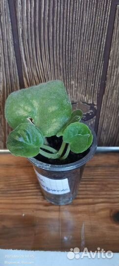 Фиалка Чёрная жемчужина