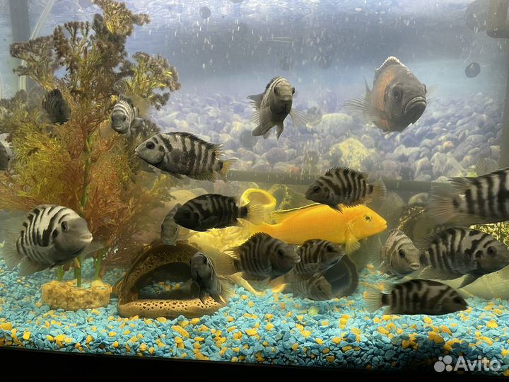 Цихлозома чернополосая мальки