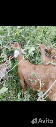 Коза нубийская