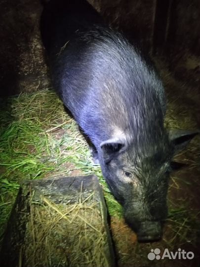 Вьетнамский вислобрюхий хряк