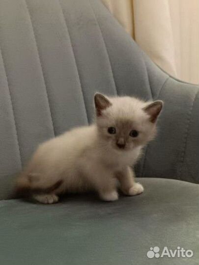 Котенок мальчик