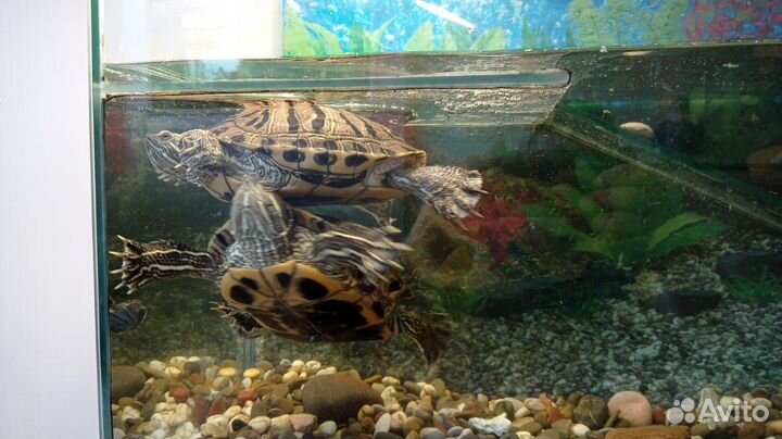 Аквариум с черепахами