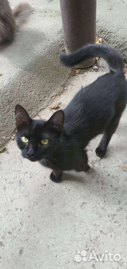 Бездомный котенок-девочка