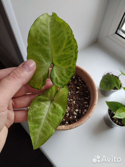 Распродажа излишек