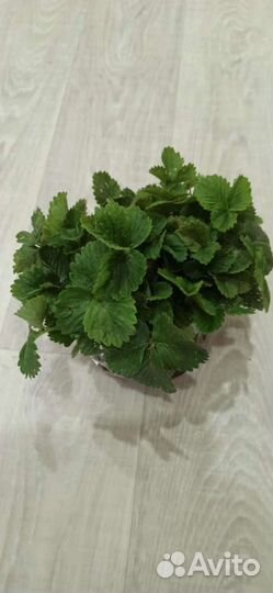 Рассада Виктории (Клубники)