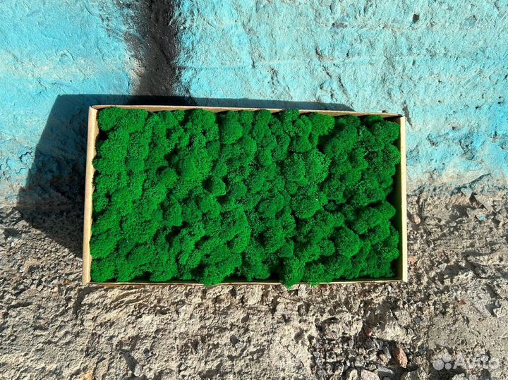 Стабилизированный мох