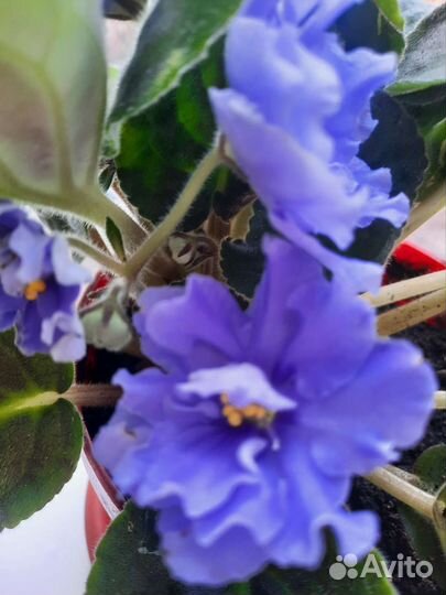 Фиалка голубая махровая