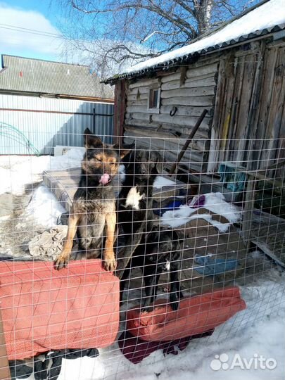 Отдам в добрые руки собачек