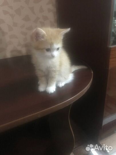 Кошки в добрые руки бесплатно