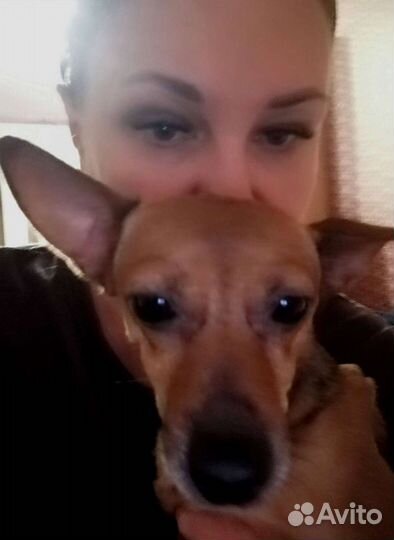 Платная передержка домашних животных.Выгул собак