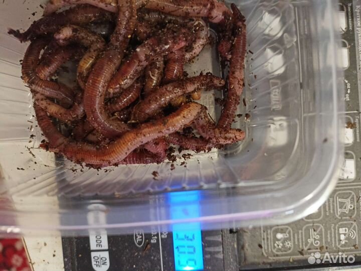 Червь Дендробена